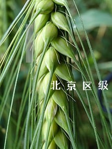 北京区级法院什么级别 北京区级法院什么级别