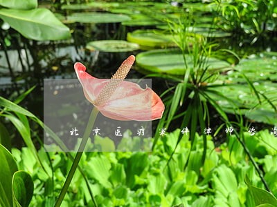 北京医疗案件律师咨询 北京医疗案件律师咨询