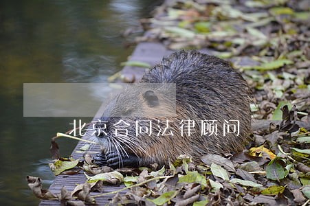 北京合同法律顾问 北京合同法律顾问
