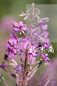 北京商事纠纷法律咨询 北京商事纠纷法律咨询