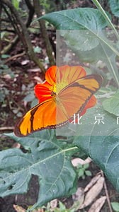 北京商标侵权纠纷代理 北京商标侵权纠纷代理