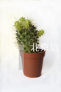 北京培训三校和上海三校