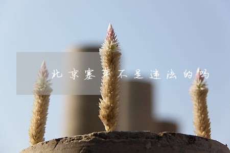 北京塞车不是违法的吗 北京塞车不是违法的吗