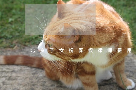 北京子女抚养权律师费用 北京子女抚养权律师费用