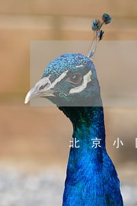 北京小区租车费法律咨询 北京小区租车费法律咨询