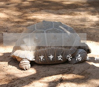 北京市交管局车辆违法查询