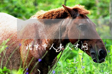北京市人事人才网 北京市人事人才网