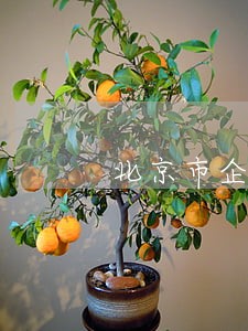 北京市企业法律顾问网站 北京市企业法律顾问网站