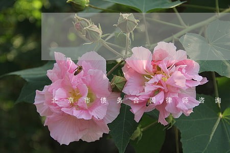 北京市债务合同律师咨询 北京市债务合同律师咨询