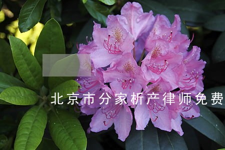 北京市分家析产律师免费咨询 北京市分家析产律师免费咨询