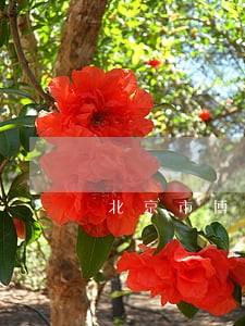 北京市博儒律师事务所律师 北京市博儒律师事务所律师