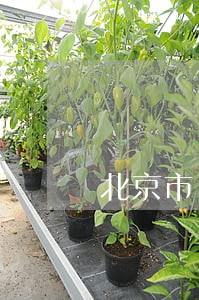北京市口碑好的离婚律师 北京市口碑好的离婚律师