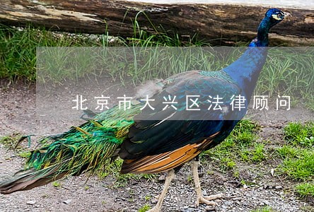北京市大兴区法律顾问 北京市大兴区法律顾问