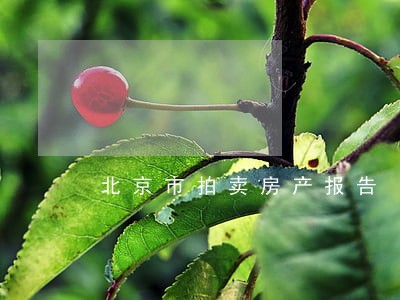 北京市拍卖房产报告 北京市拍卖房产报告