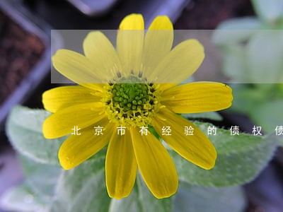 北京市有经验的债权债务合同律师 北京市有经验的债权债务合同律师