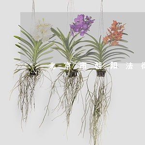 北京市朝阳法律咨询热线 北京市朝阳法律咨询热线