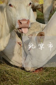 北京市法院公告网
