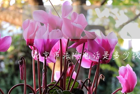 北京市法院电话是多少钱 北京市法院电话是多少钱