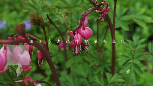 北京市离婚律师服务热线 北京市离婚律师服务热线