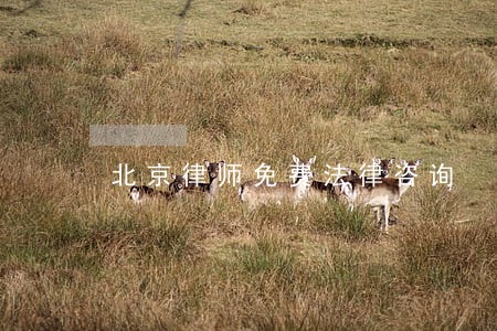 北京律师免费法律咨询 北京律师免费法律咨询