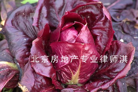 北京房地产专业律师淇 北京房地产专业律师淇