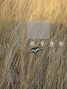 北京房贷看2年还是5年逾期 北京房贷看2年还是5年逾期