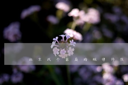 北京找个家庭婚姻律师预约电话 北京找个家庭婚姻律师预约电话