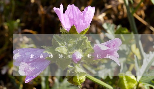 北京找婚姻律师排行 北京找婚姻律师排行