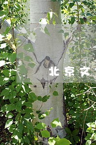北京文化5亿元贷款逾期 北京文化5亿元贷款逾期