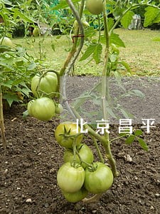 北京昌平法院还没上班吗 北京昌平法院还没上班吗