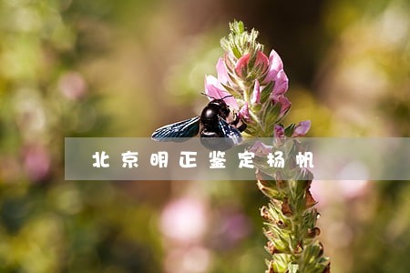 北京明正鉴定杨帆 北京明正鉴定杨帆