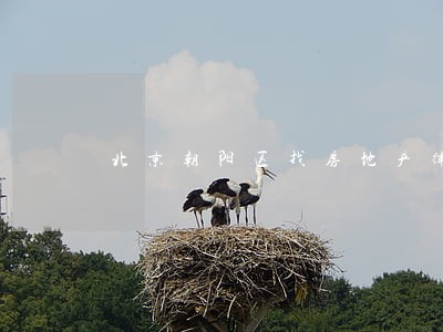 北京朝阳区找房地产律师 北京朝阳区找房地产律师