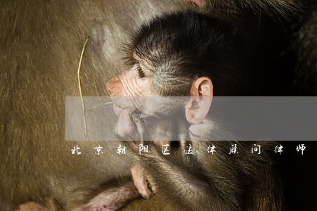 北京朝阳区法律顾问律师 北京朝阳区法律顾问律师