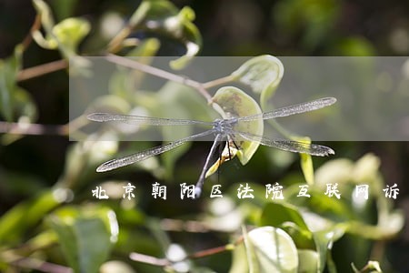 北京朝阳区法院互联网诉讼平台