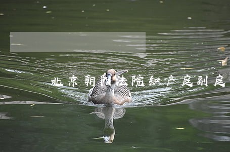 北京朝阳法院知产庭副庭长