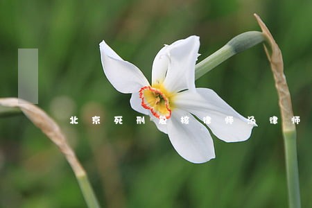 北京死刑复核律师汤律师 北京死刑复核律师汤律师