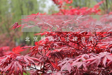 北京残疾人法律咨询 北京残疾人法律咨询