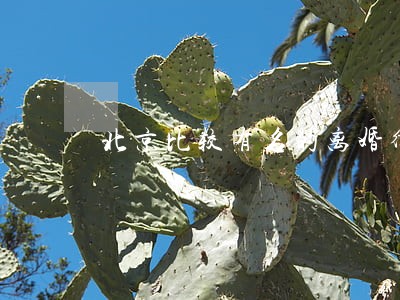 北京比较有名的离婚律师排名 北京比较有名的离婚律师排名