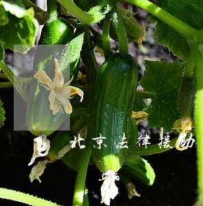 北京法律援助律师多少钱