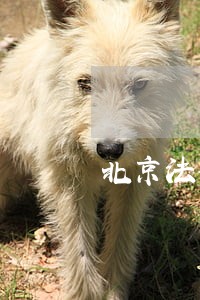 北京法律顾问律师排名