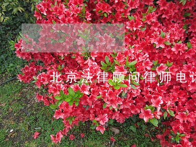 北京法律顾问律师电话 北京法律顾问律师电话