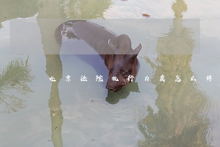 北京法院执行力度怎么样
