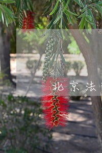 北京法院拍卖车辆注意什么 北京法院拍卖车辆注意什么