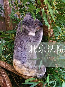 北京法院招往届生吗 北京法院招往届生吗