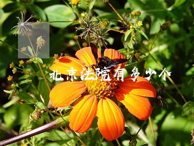 北京法院有多少个 北京法院有多少个