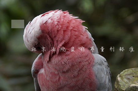 北京法院盗窃罪量刑标准