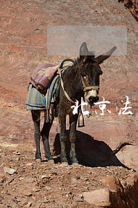 北京法院行使缓刑撤销权 北京法院行使缓刑撤销权