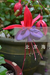 北京海淀债务案执行律师电话咨询 北京海淀债务案执行律师电话咨询