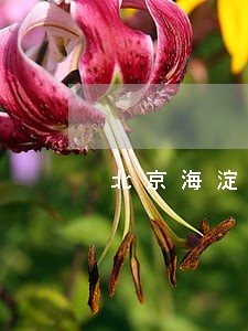 北京海淀区公司法律顾问 北京海淀区公司法律顾问
