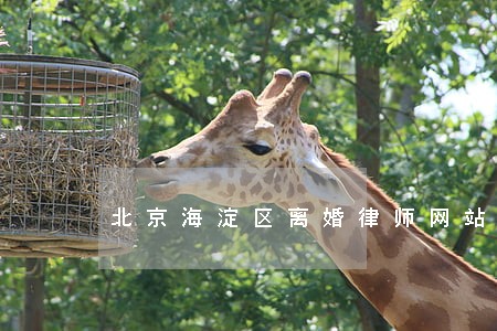 北京海淀区离婚律师网站 北京海淀区离婚律师网站